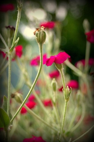 Fiori rosa