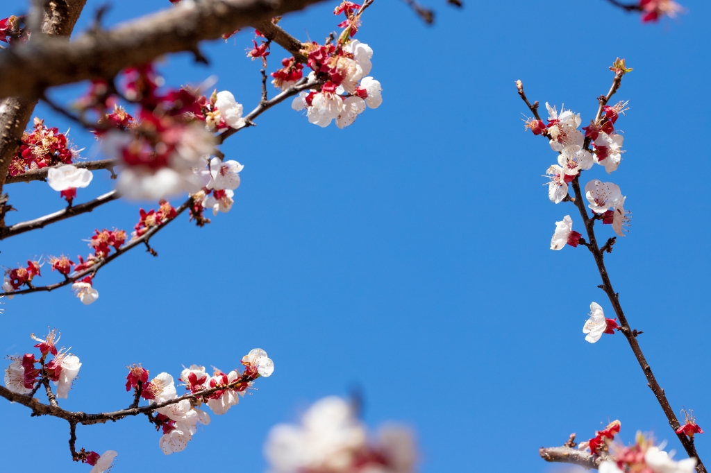 Fiori di ciliegio verso il cielo