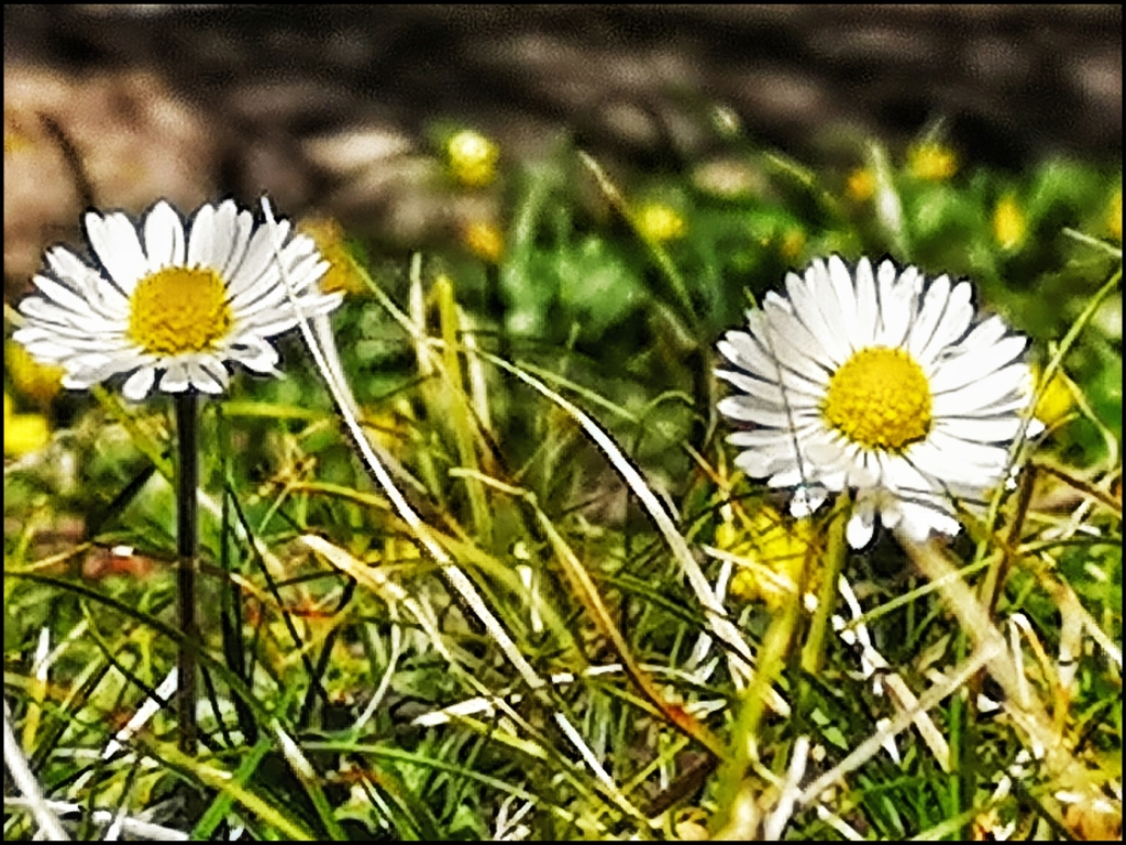 Timida primavera