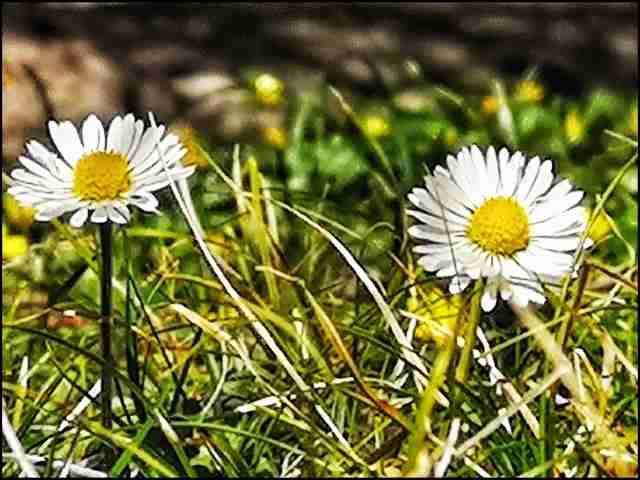 Timida primavera