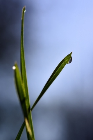 Goccia di primavera