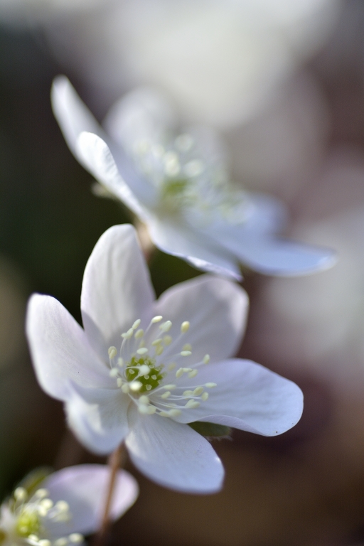 Splendid withe