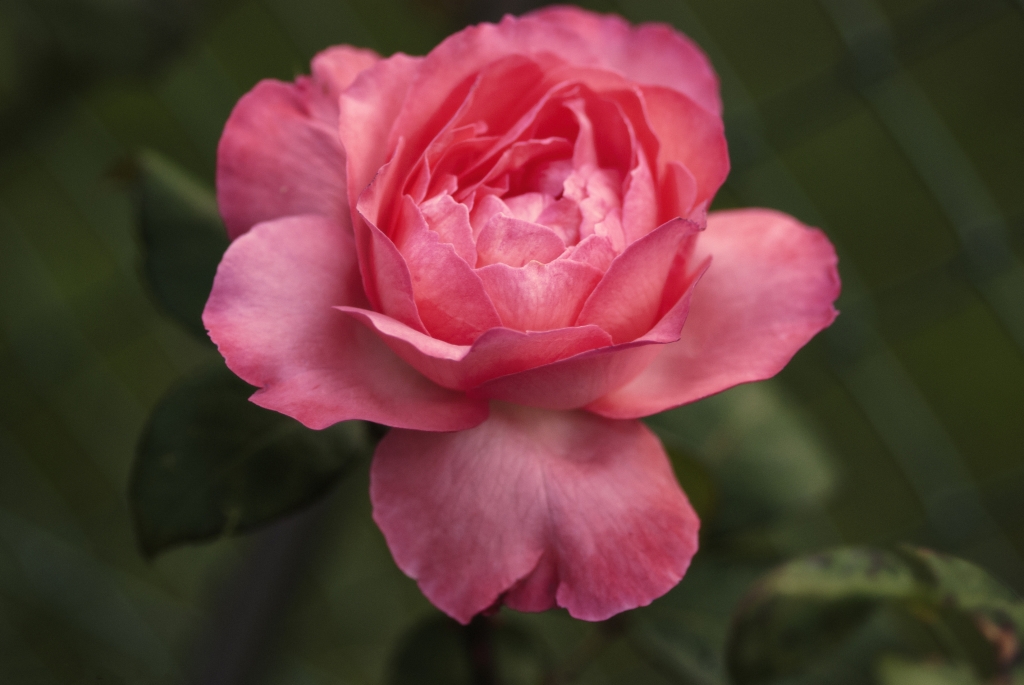 Rosa