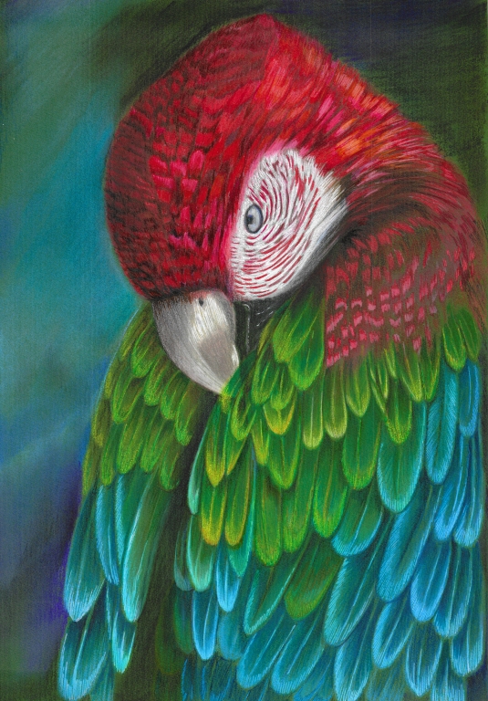 Parrot Ara