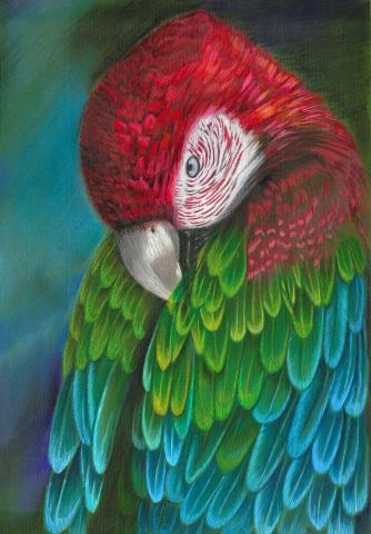 Parrot Ara