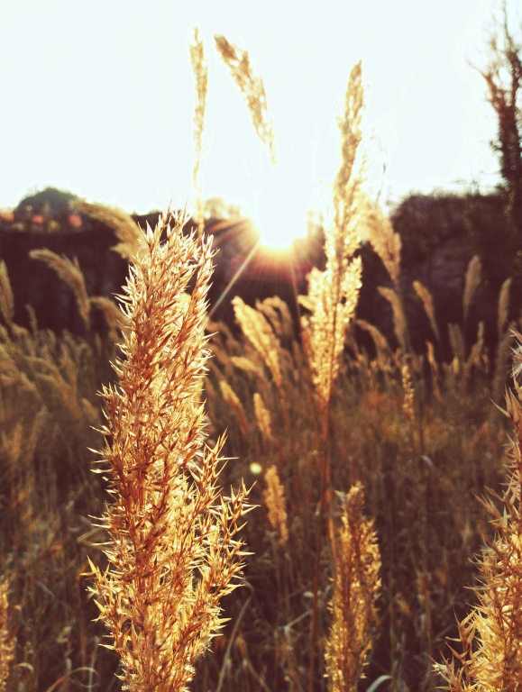 Oro al tramonto