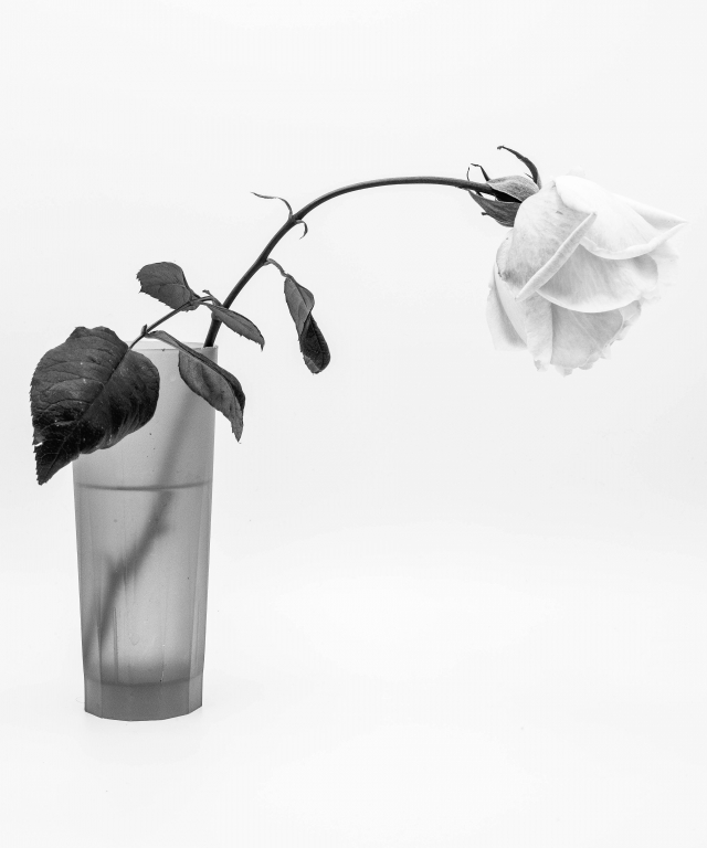 Rose N.2