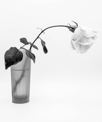 Rose N.2