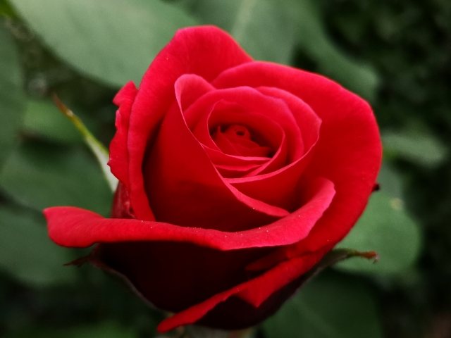 Rosa rossa