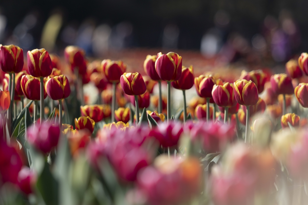 Campo di tulipani ad Arese
