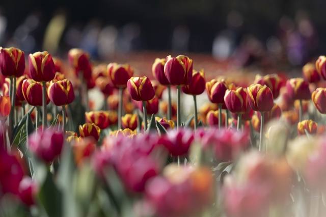 Campo di tulipani ad Arese