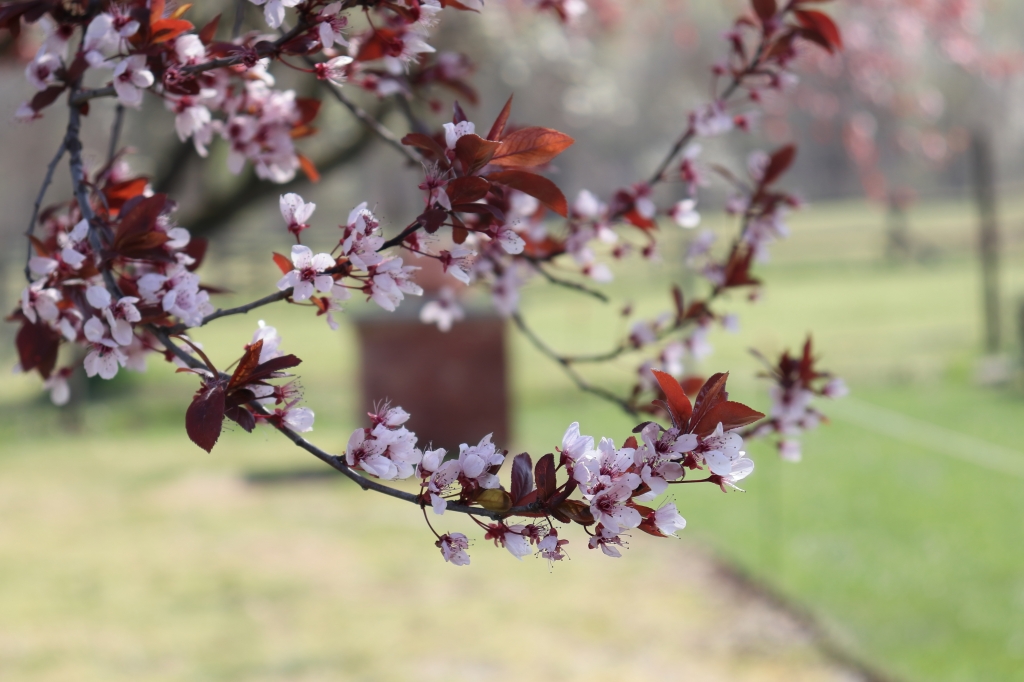 Campagna in primavera