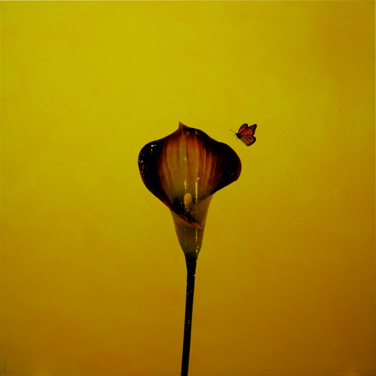 IL FIORE E LA FARFALLA
