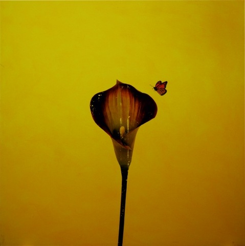 IL FIORE E LA FARFALLA