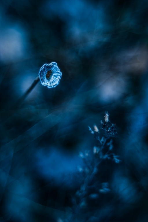 Fiore blu