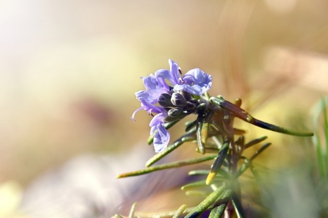 Il fiore del rosmarino