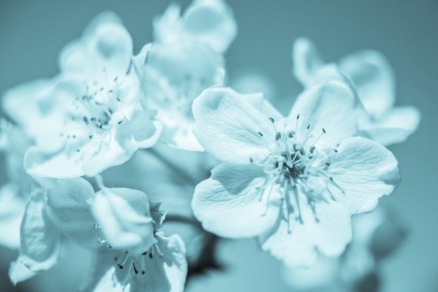 Nashi Flowers