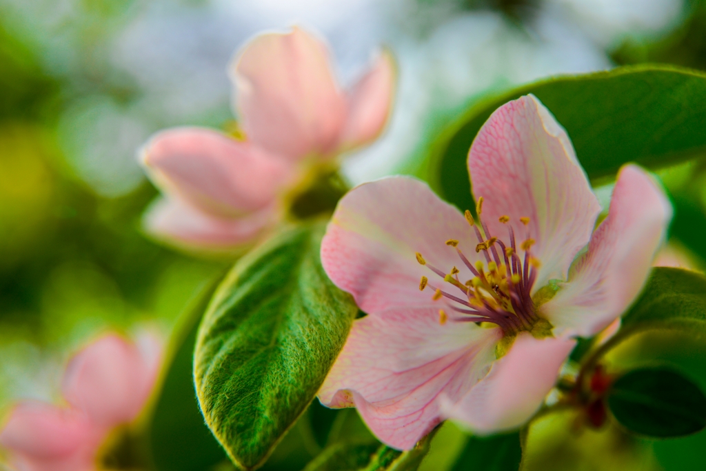Di nuovo in fiore
