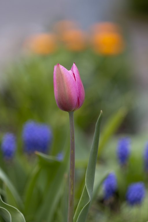 tulipano