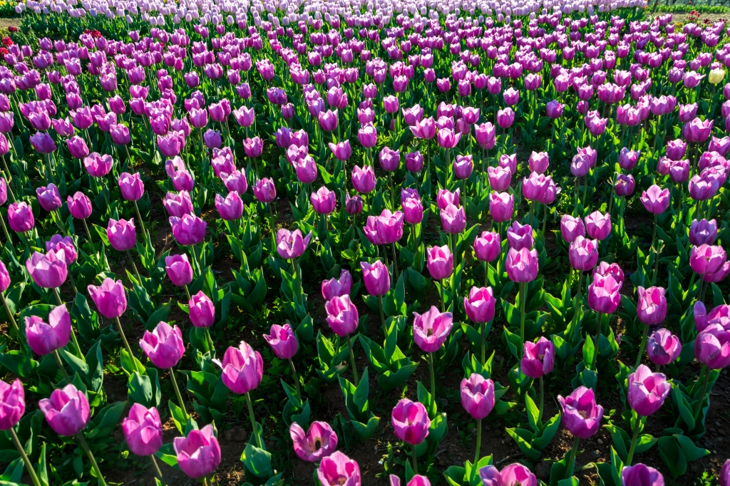 Tulipani