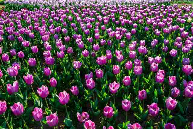 Tulipani · marioecora