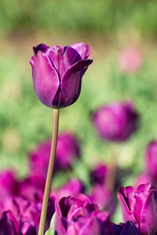 Il tulipano