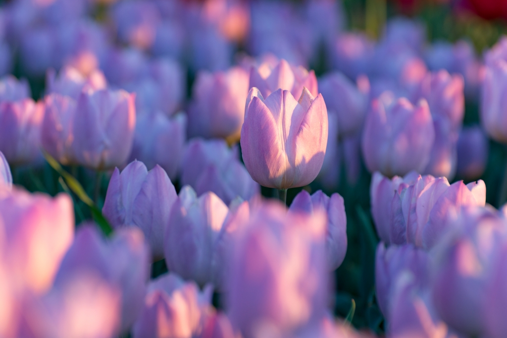 Tulipani
