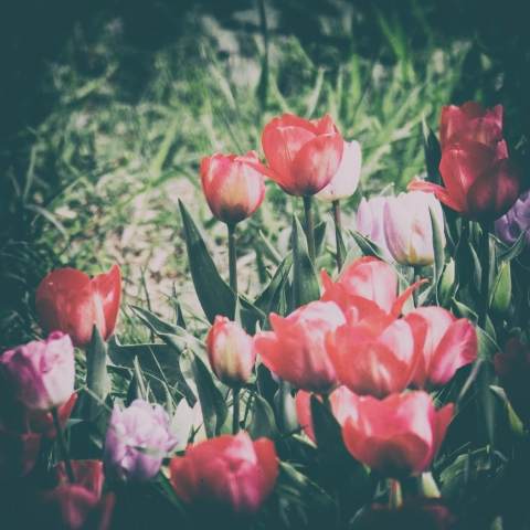 Tuli, Tuli, Tulipan #4