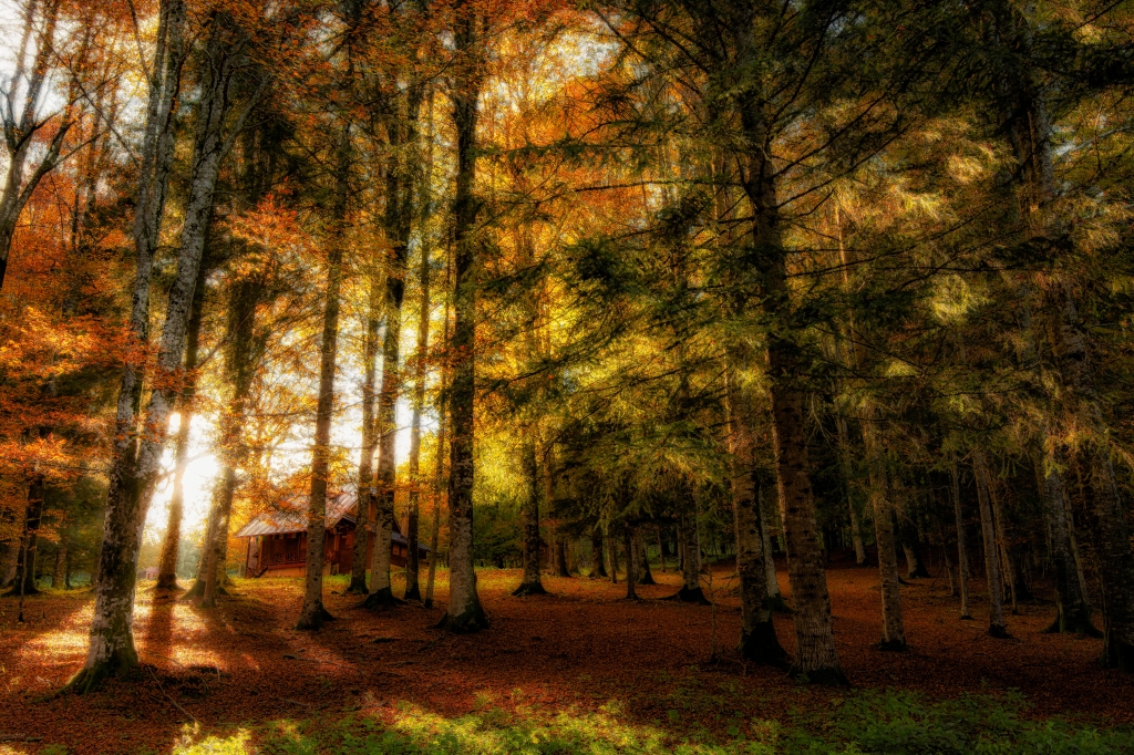 La casa nel bosco