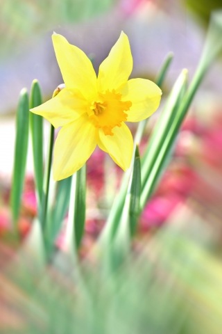 Il narciso