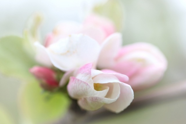Petali