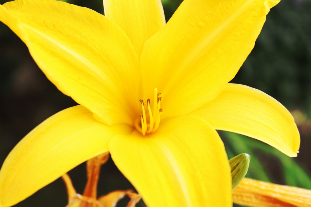 Il fiore giallo dell'allegria