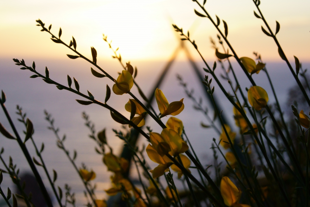 Fiori che brillano di sole
