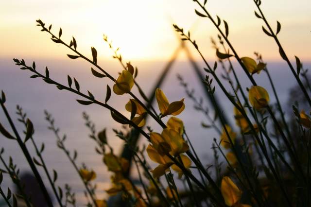 Fiori che brillano di sole