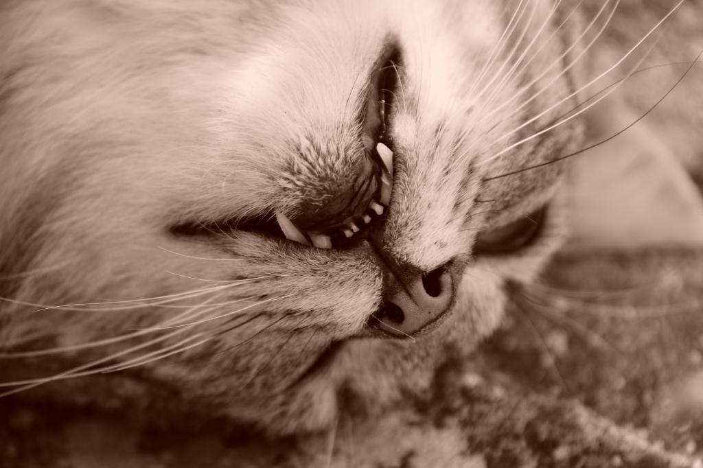 Coccole