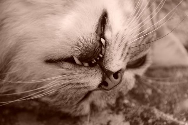 Coccole