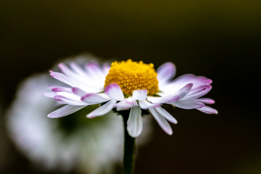 Margherita Macro