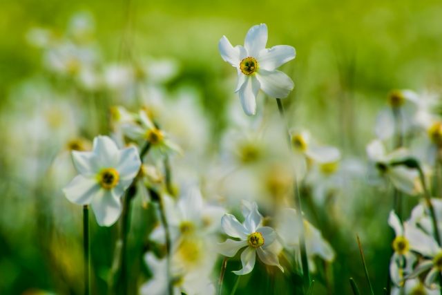 Spettacolo di narcisi