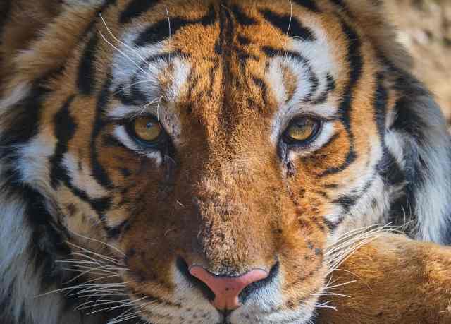 Primo piano di una tigre