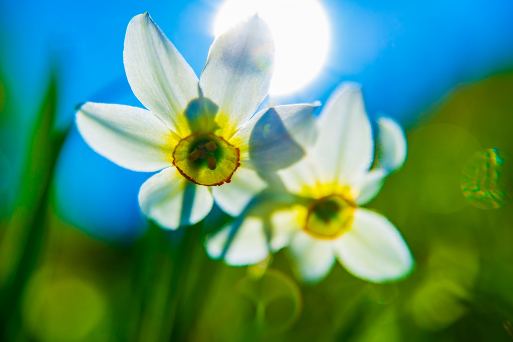 Narcisi nel sole