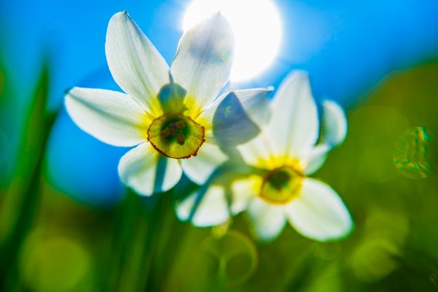 Narcisi nel sole