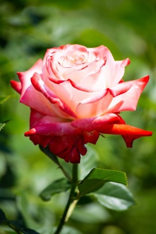 Rosa bianca e rossa