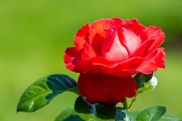 Una rosa rossa