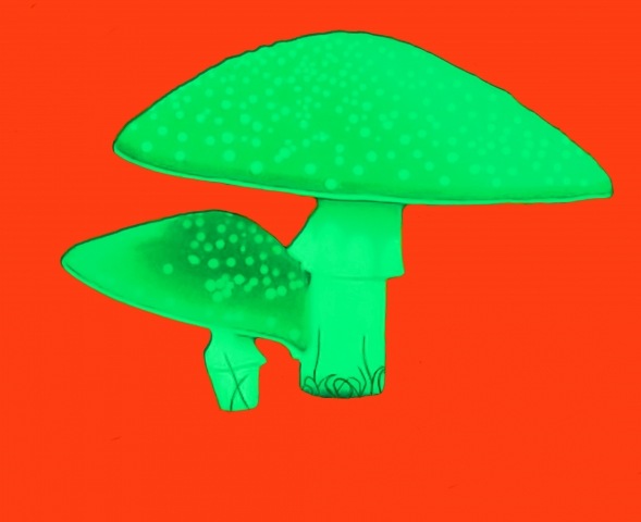 Amanita Muscaria