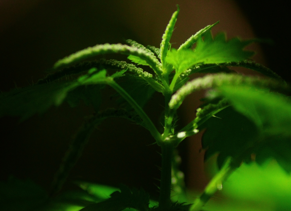 Nel...verde!