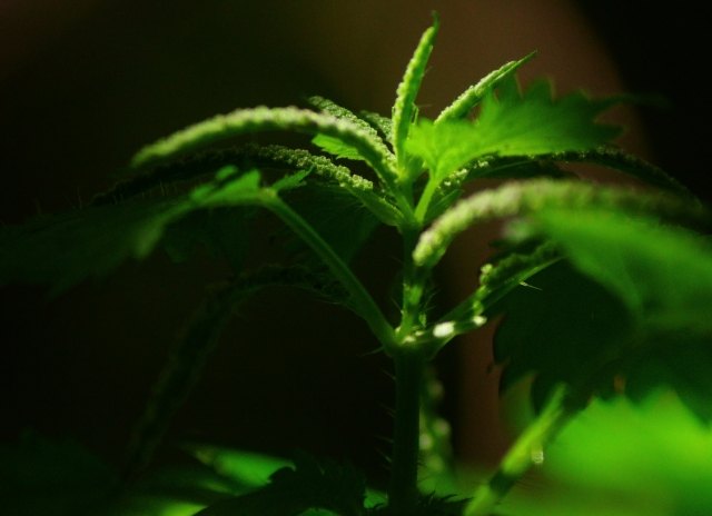 Nel...verde!
