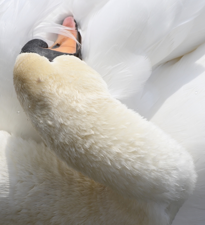 Il cigno si fa bello