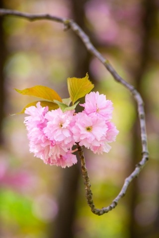 Il bellissimo fiore del ciliegio giapponese  in primavera
