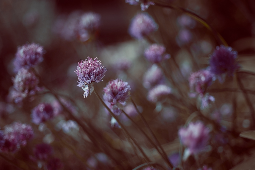violet