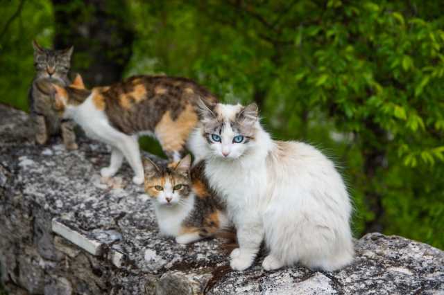 gatti su muretto